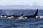 3 Killer Whales