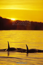 Killer Whales Orcas at Sunset