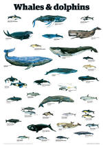 Whales and Dolphins Guardian Wall Chart Poster