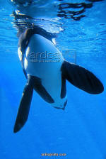 Orca Killer Whale Underwater print