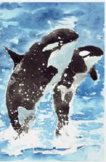 Watercolour killer whales poster